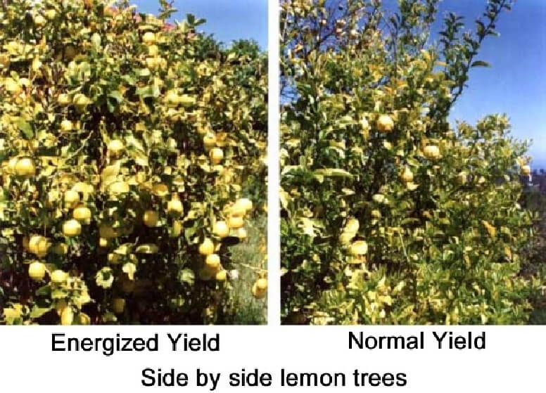 Lemon tree yields comparison with and without energized water