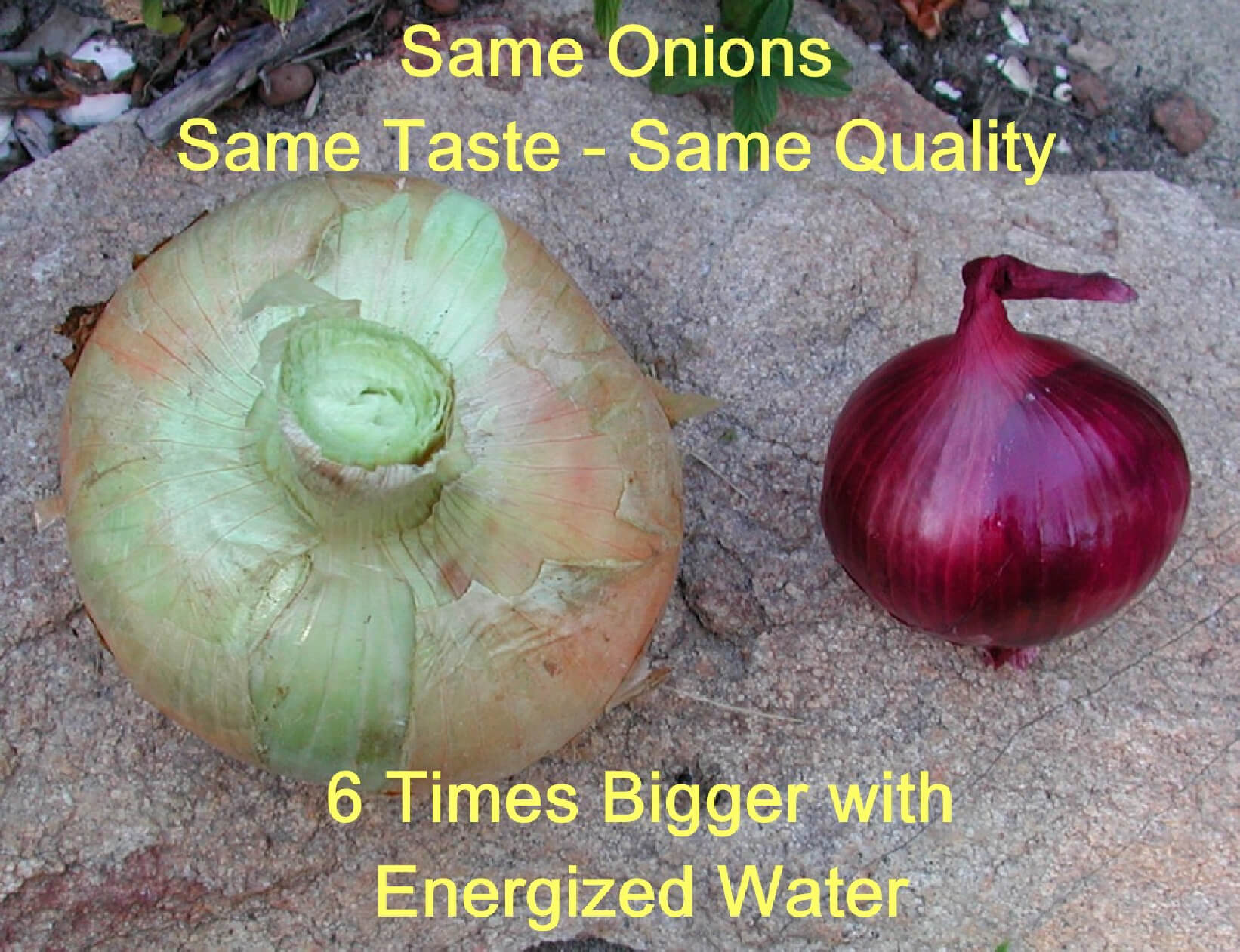 Same onions, same taste, same quality - 6 times bigger with energized water