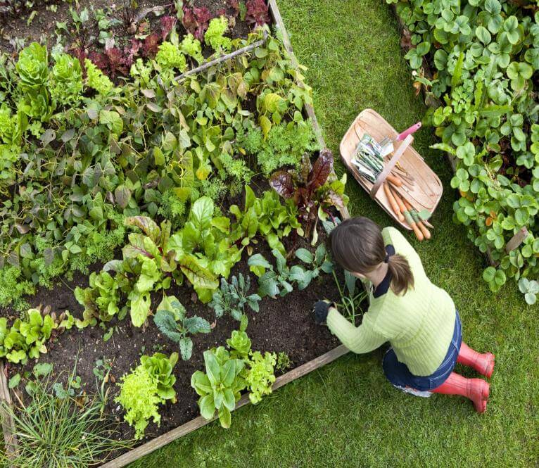 Garden Super Grower Structured Water Energizer for Plants ...